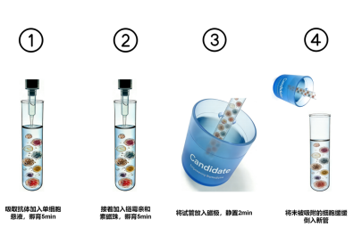 人无柱式pan B细胞阳性分选试剂盒